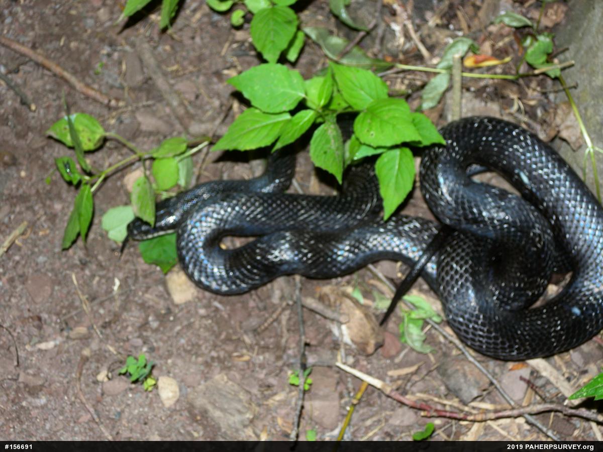 Eastern Ratsnake