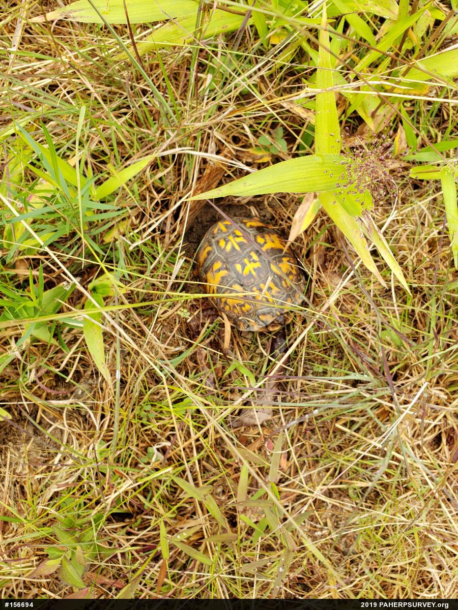 Eastern Box Turtle