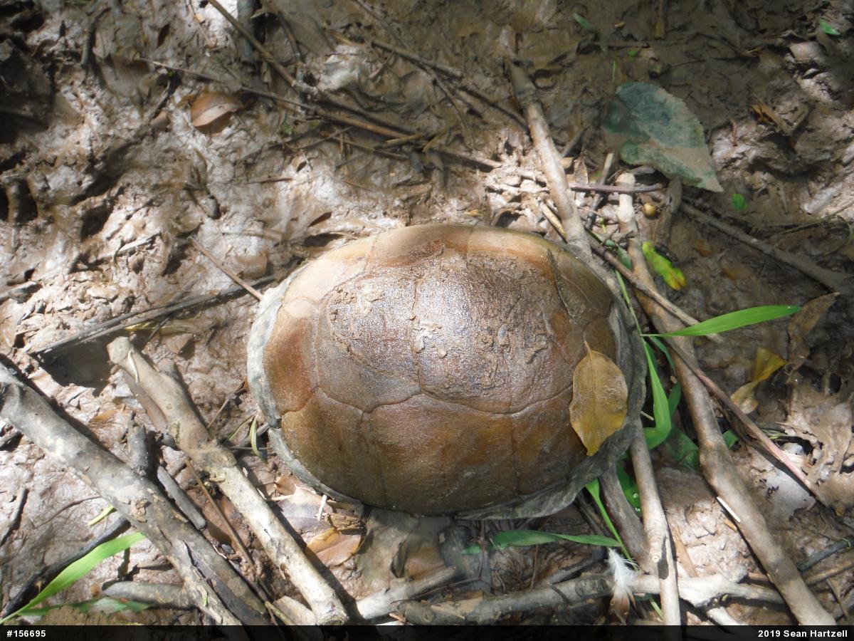 Eastern Box Turtle