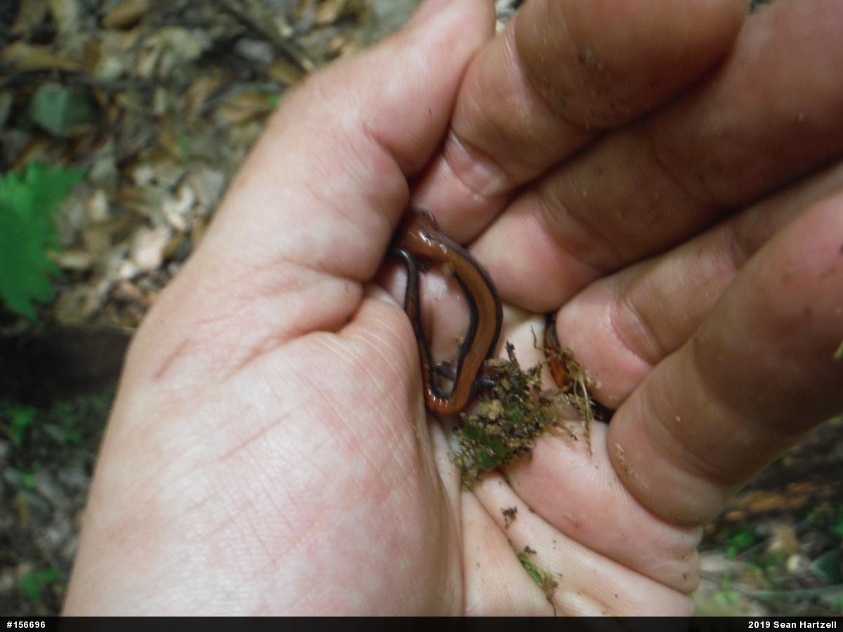 Eastern Red-backed  Salamander