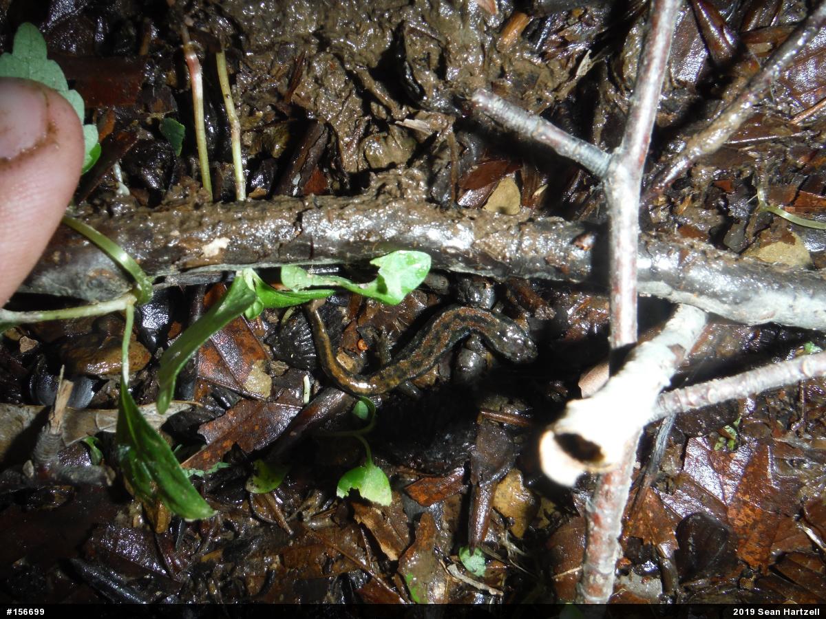 Northern Dusky Salamander