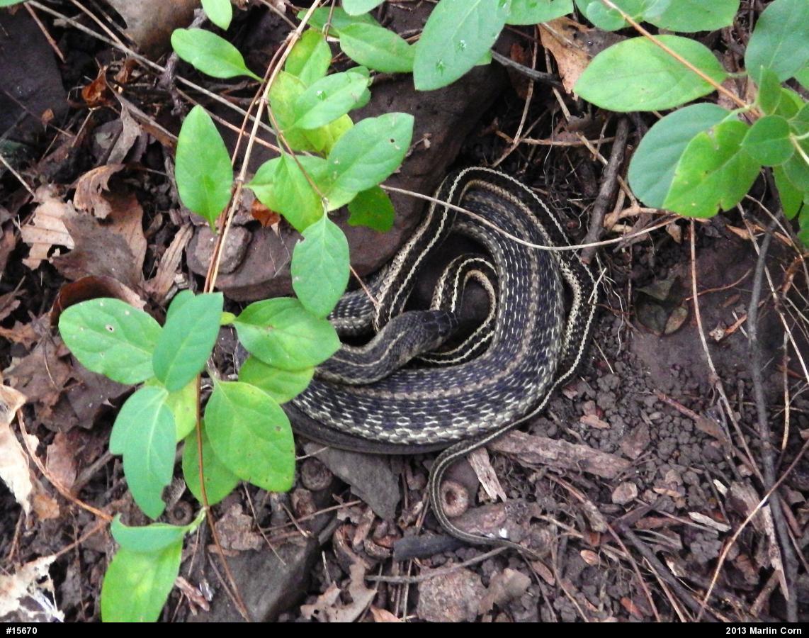 Eastern Gartersnake