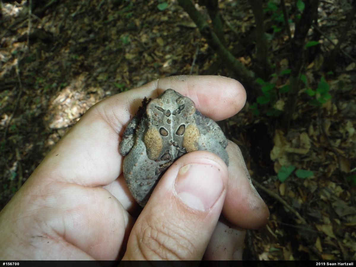 Eastern American Toad