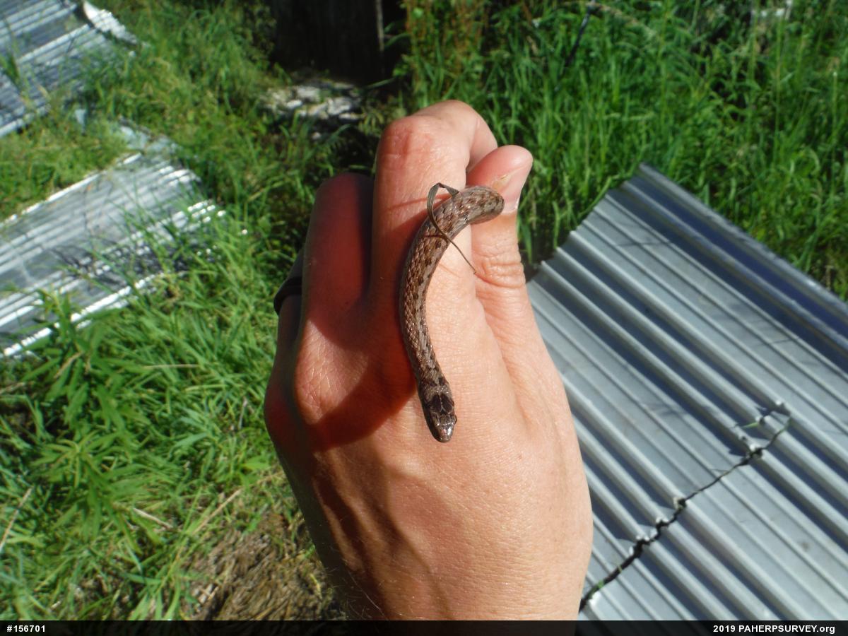 Dekay's Brownsnake