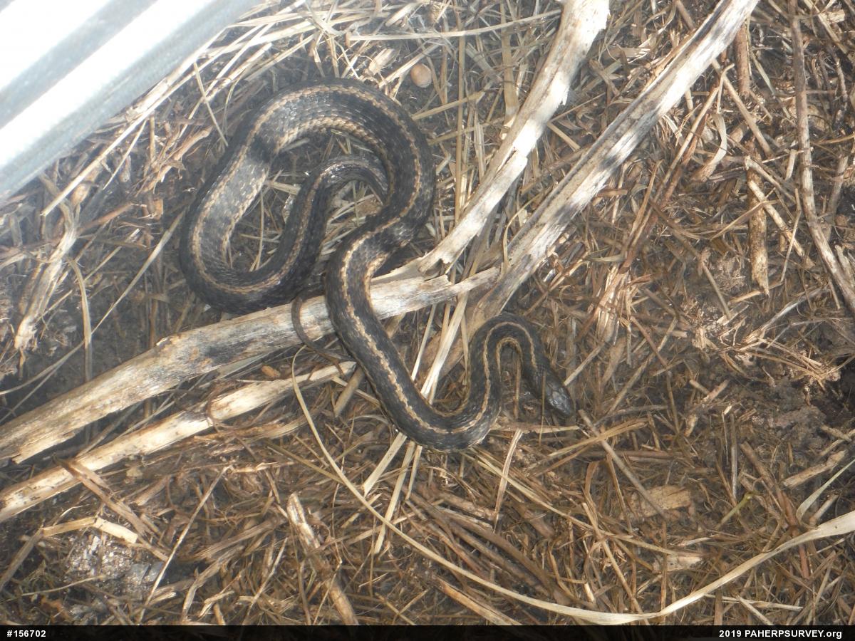 Eastern Gartersnake
