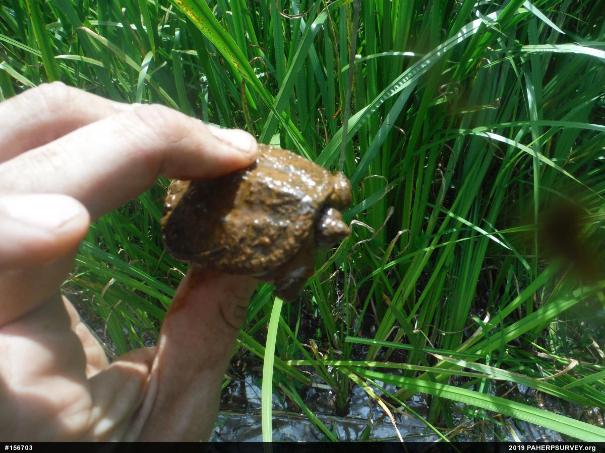 Snapping Turtle