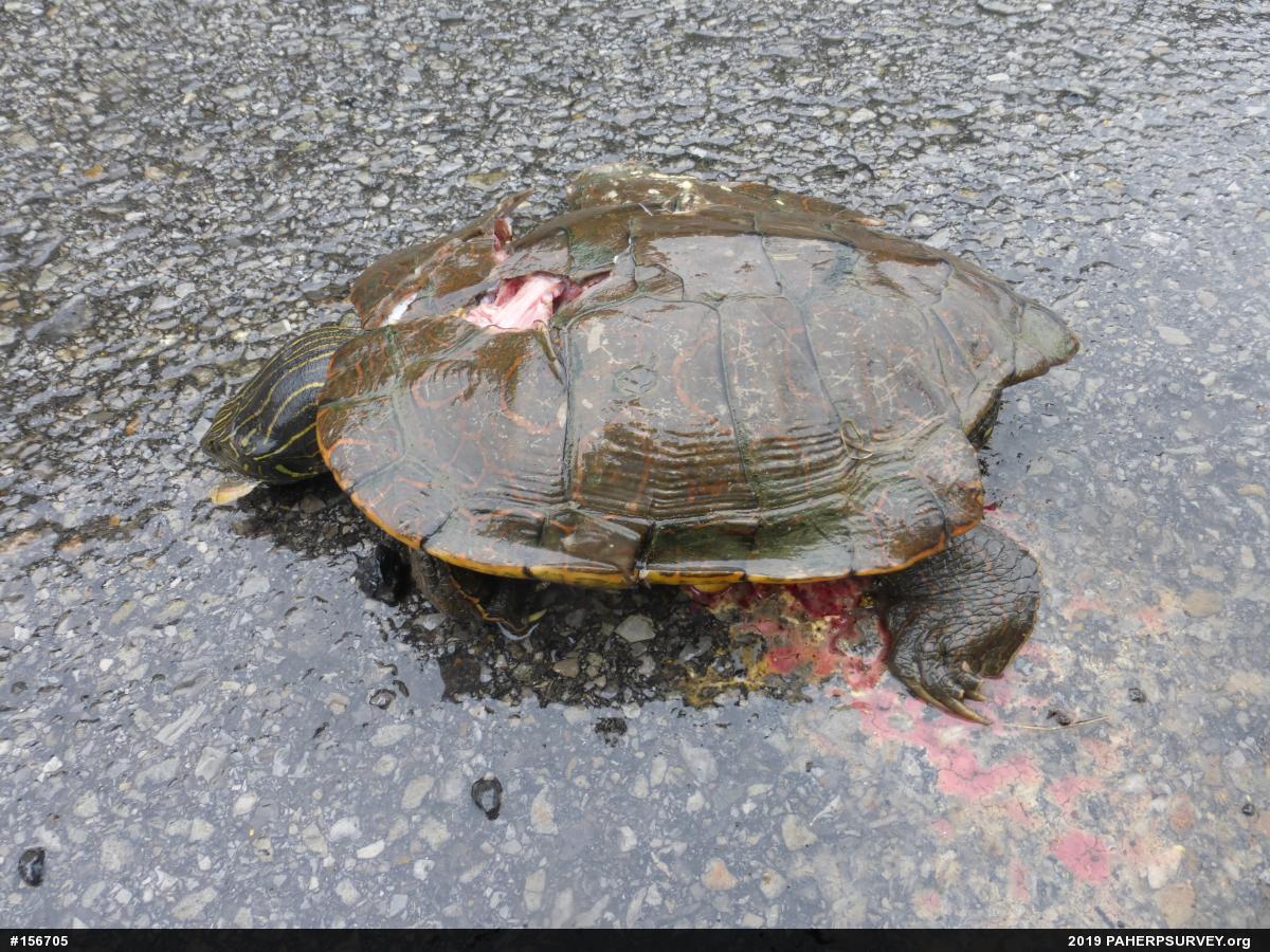 Northern Map Turtle