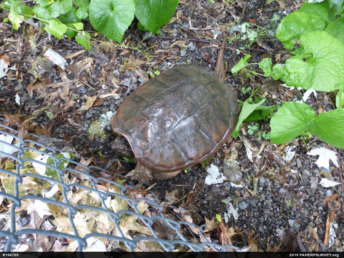 Snapping Turtle
