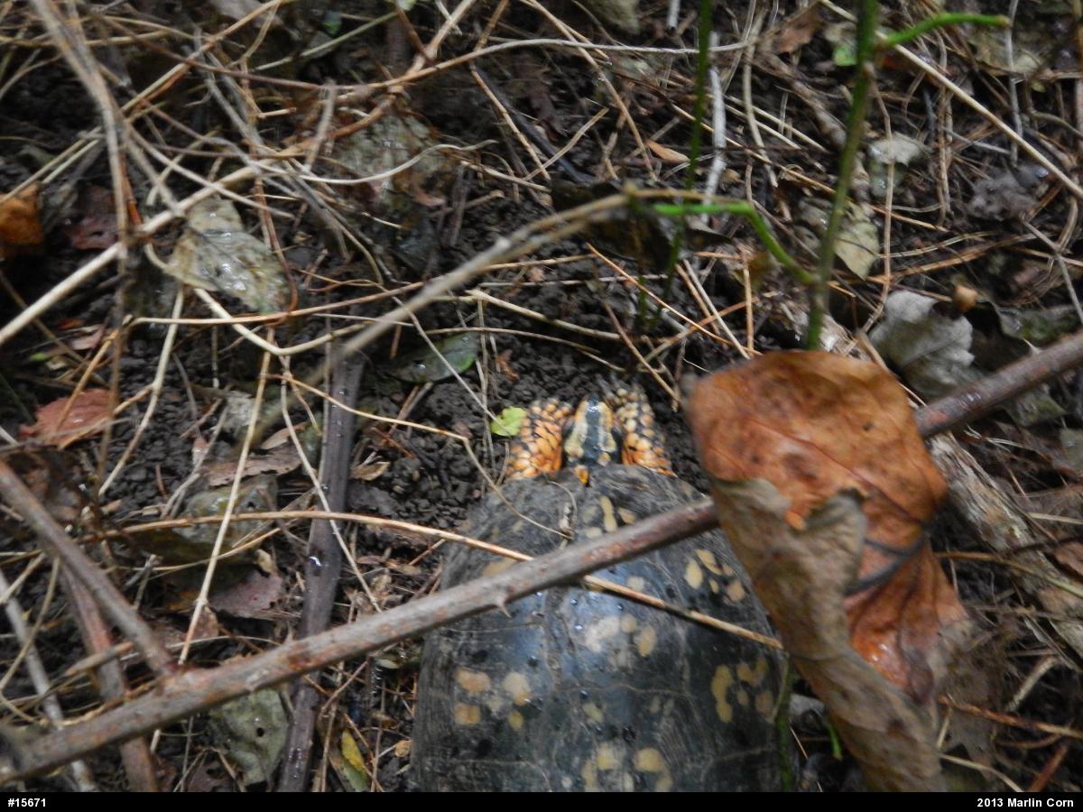 Eastern Box Turtle