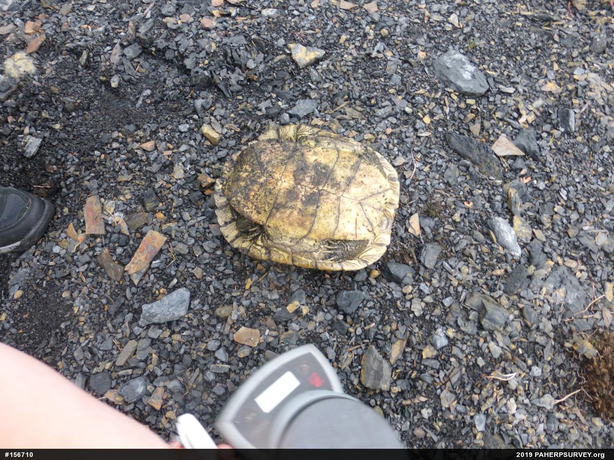 Northern Map Turtle