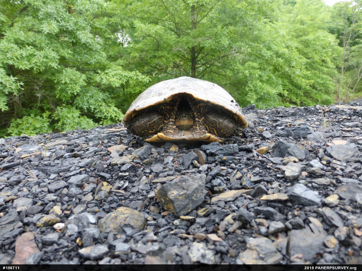 Northern Map Turtle
