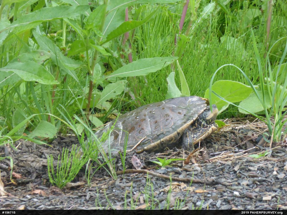 Northern Map Turtle