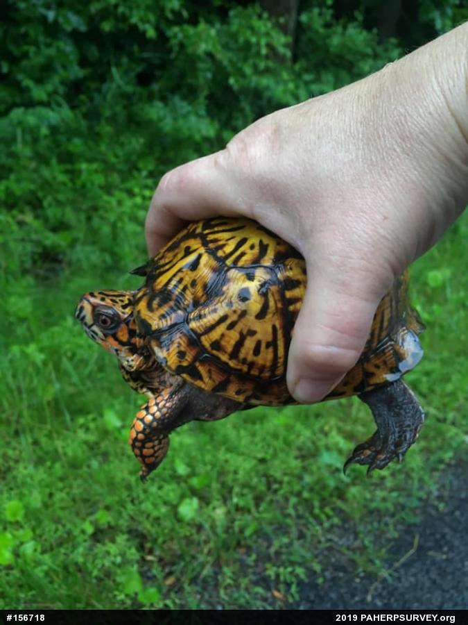 Eastern Box Turtle
