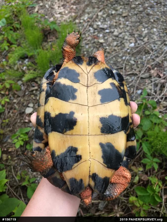 Wood Turtle