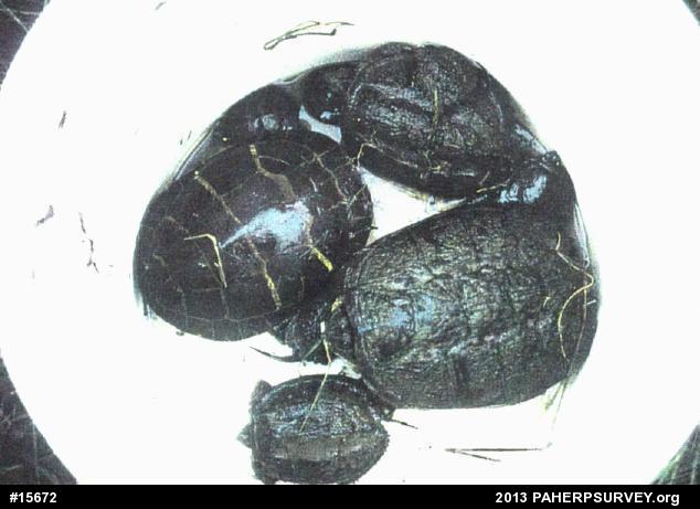 Painted Turtle