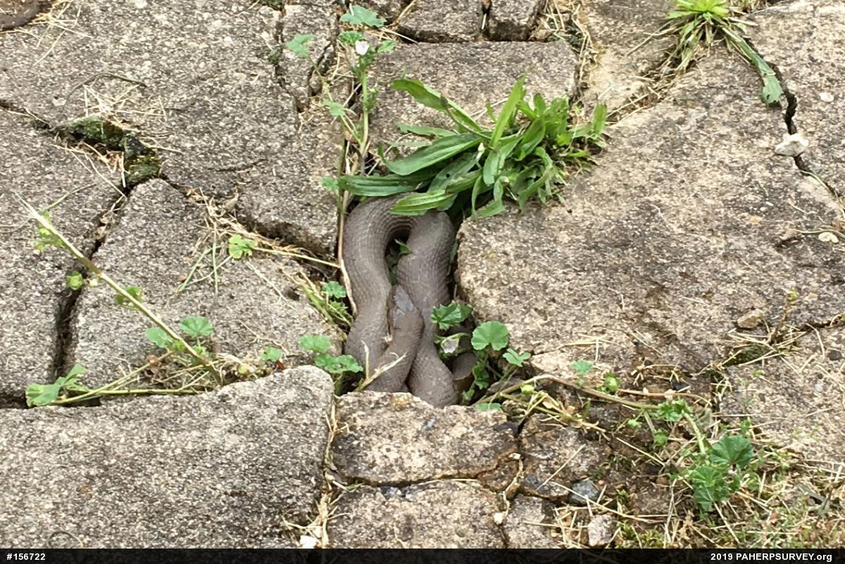Northern Watersnake