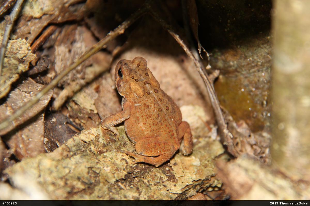 Eastern American Toad