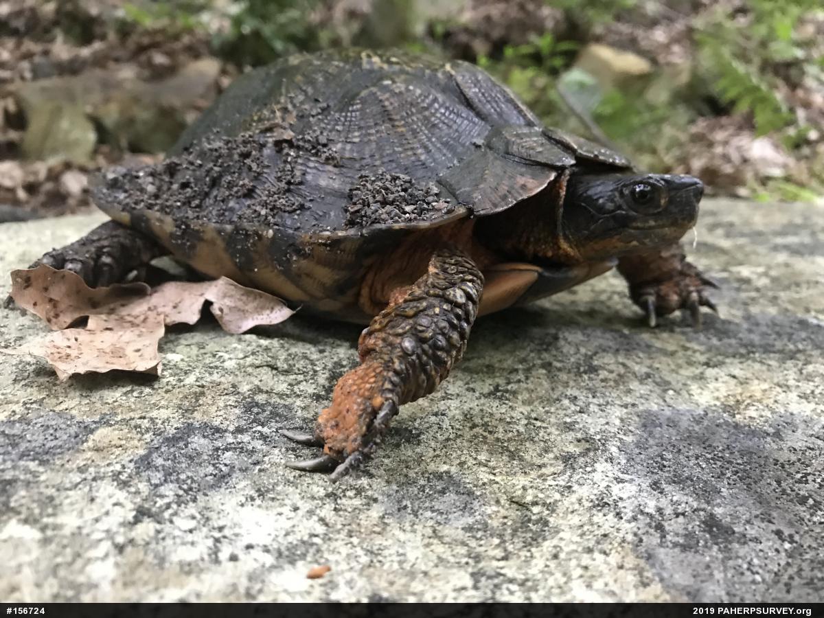 Wood Turtle