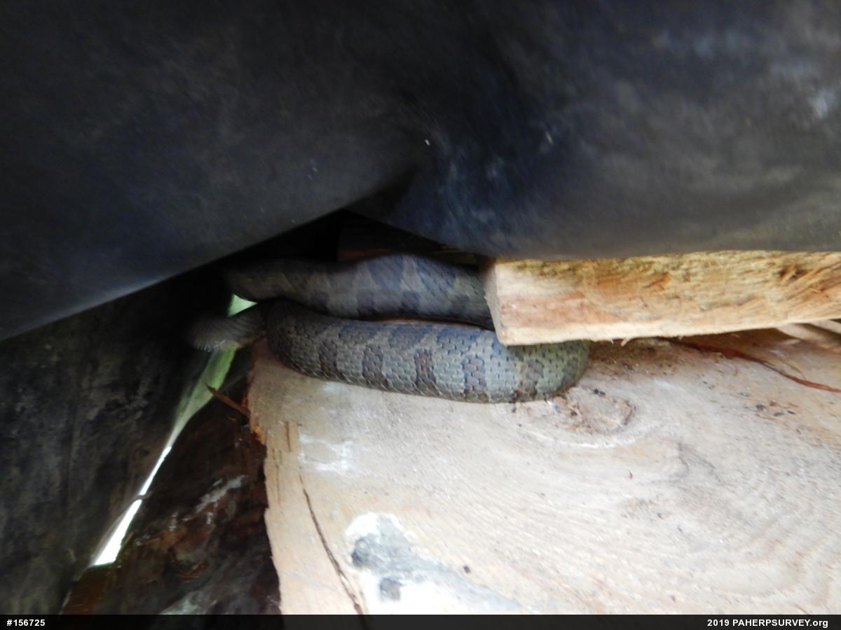 Northern Watersnake