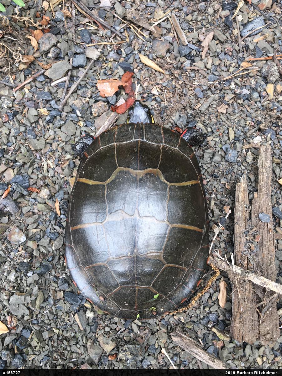 Painted Turtle