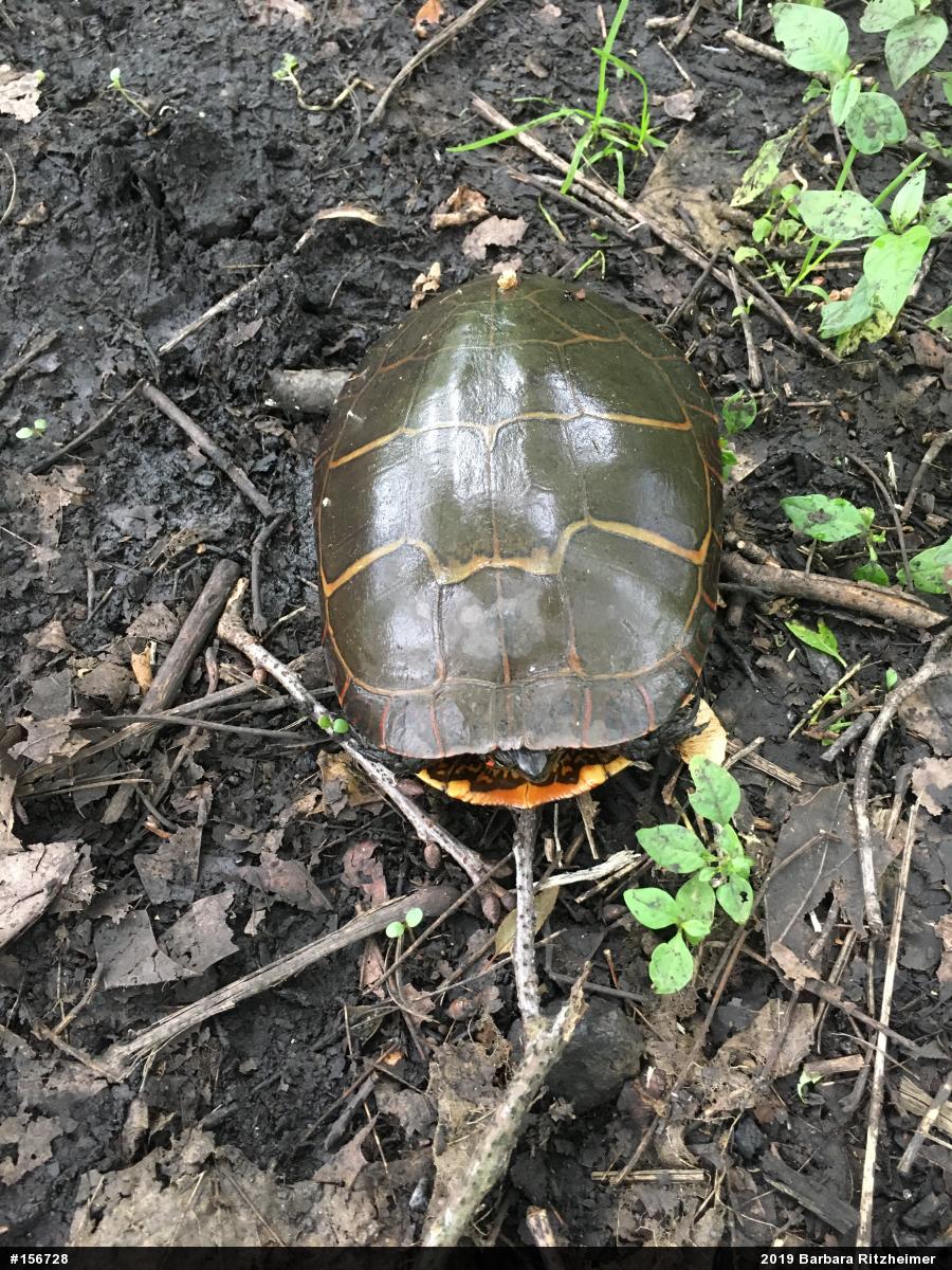 Painted Turtle