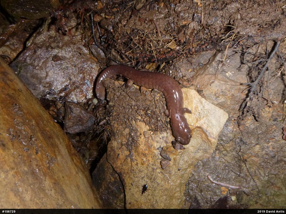Northern Spring Salamander