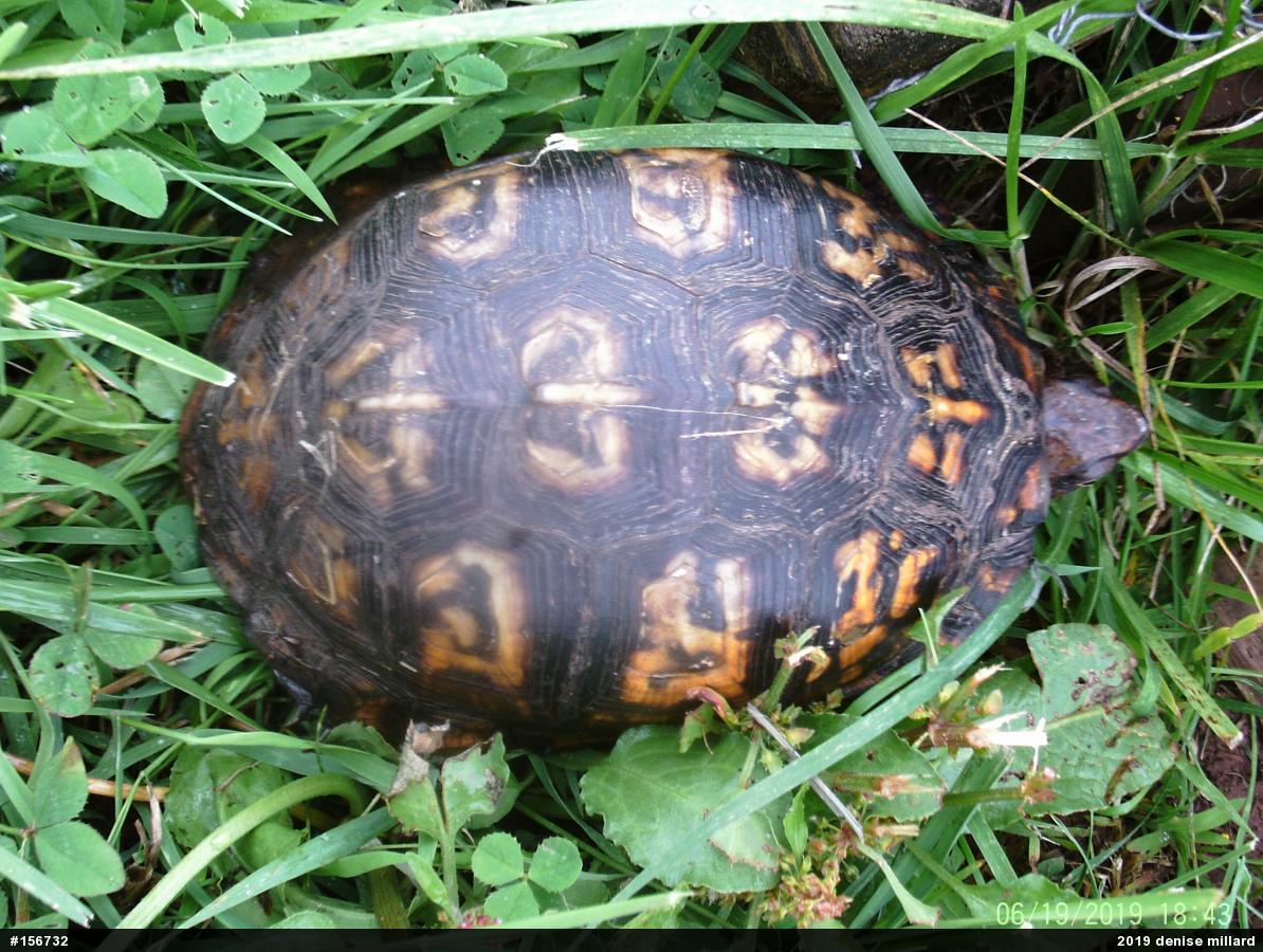 Eastern Box Turtle