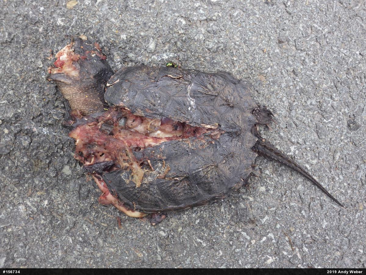 Snapping Turtle