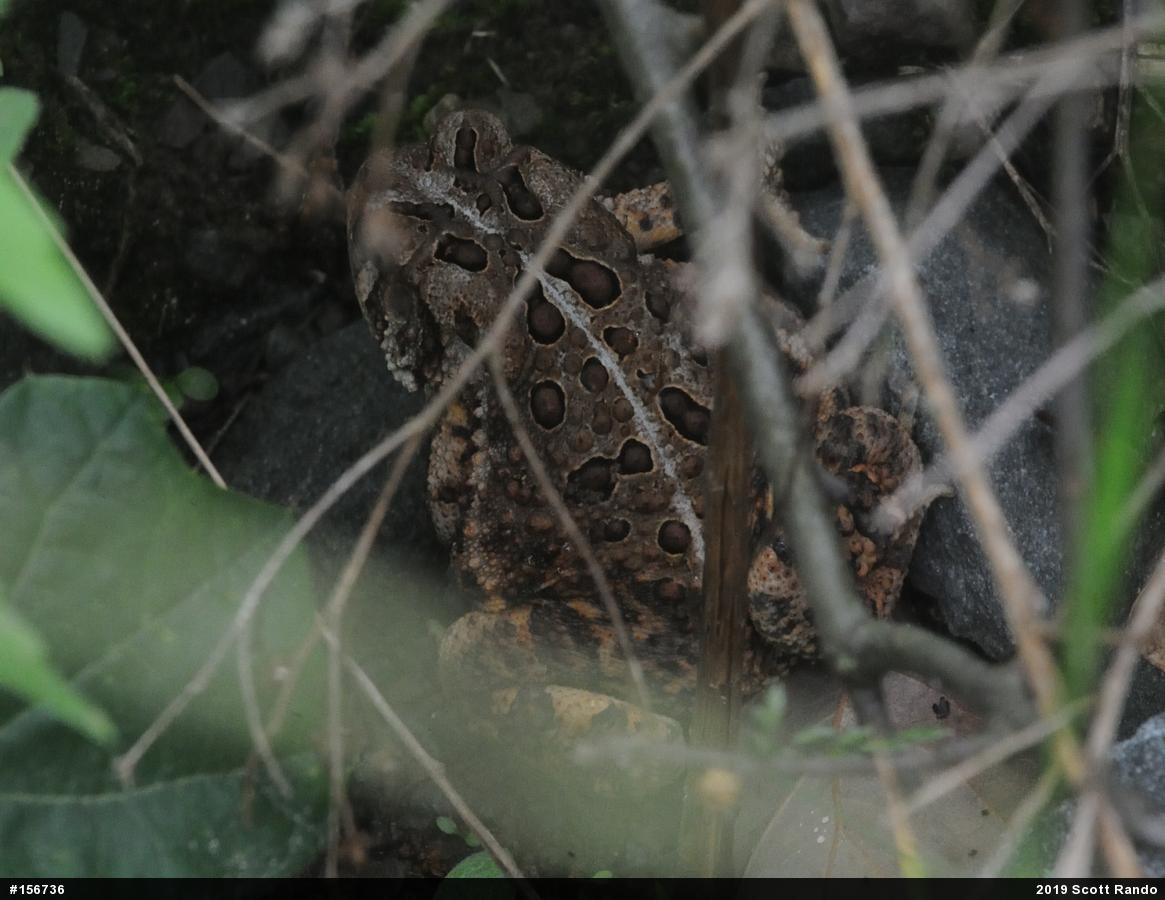 Eastern American Toad