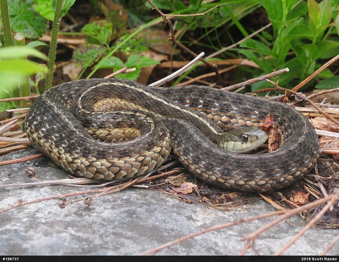 Eastern Gartersnake