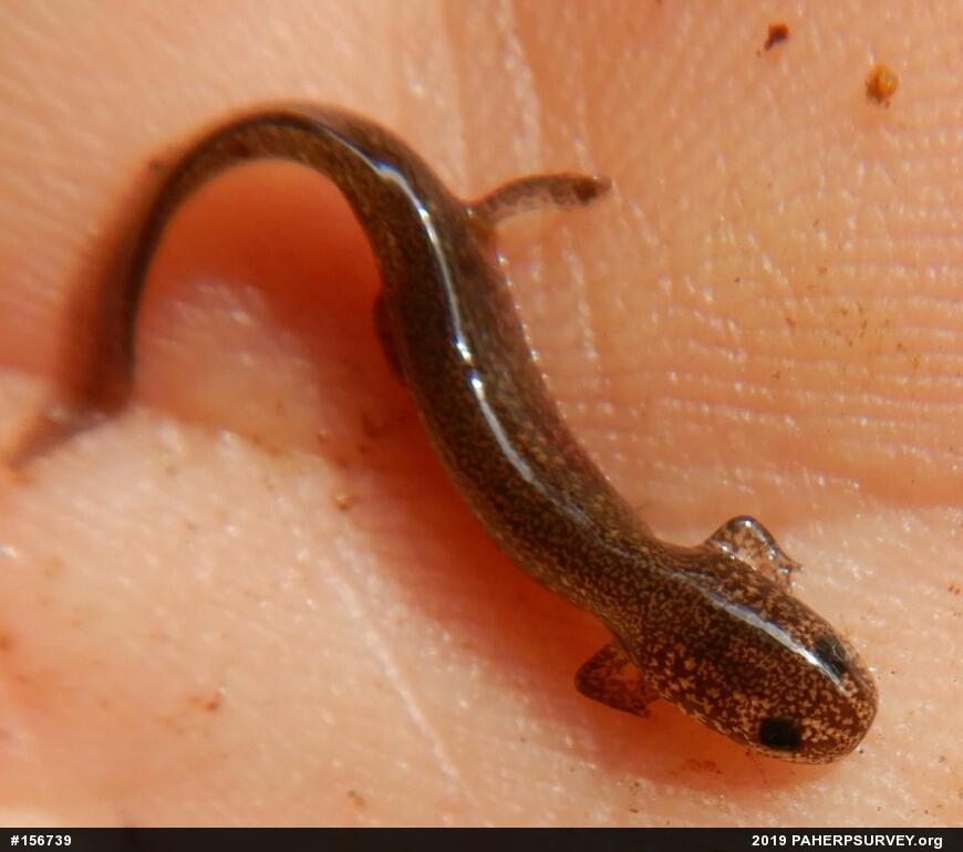 Northern Red Salamander
