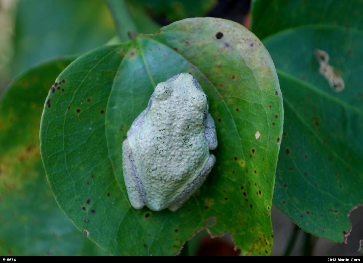 Gray Treefrog