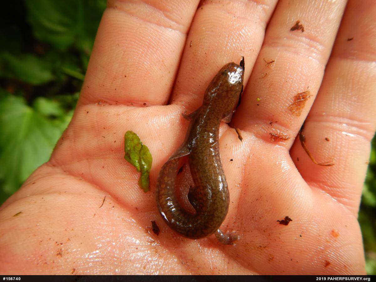 Northern Spring Salamander