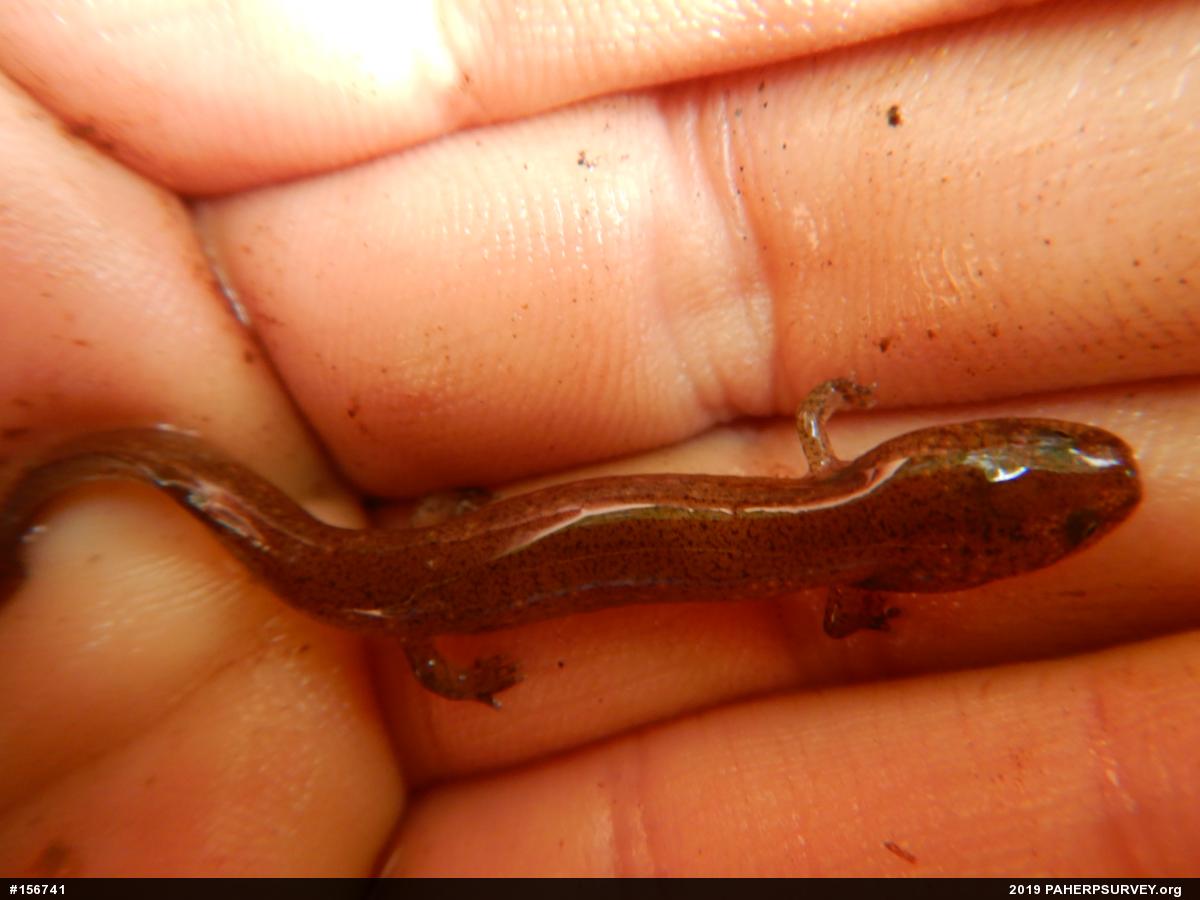 Northern Red Salamander