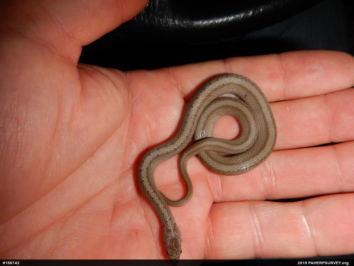 Dekay's Brownsnake