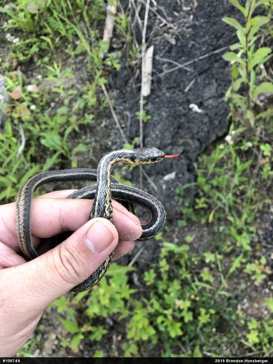 Eastern Gartersnake