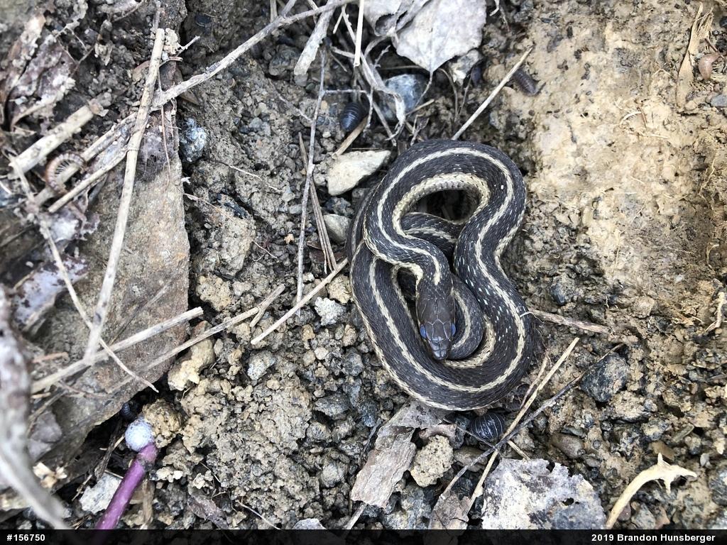 Eastern Gartersnake
