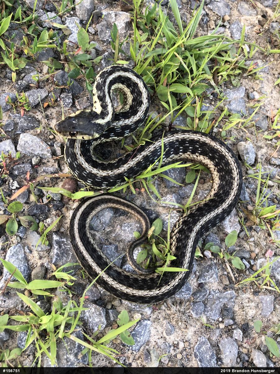 Eastern Gartersnake