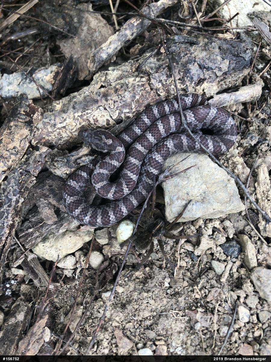 Eastern Milksnake