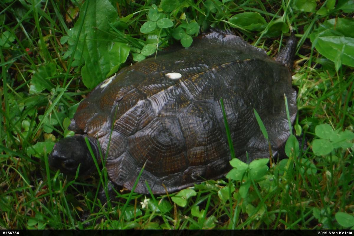 Wood Turtle