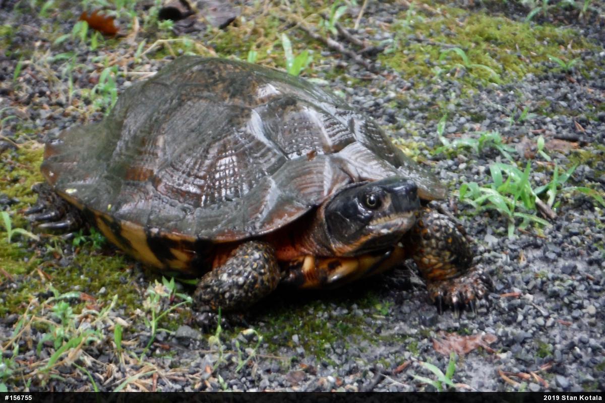 Wood Turtle