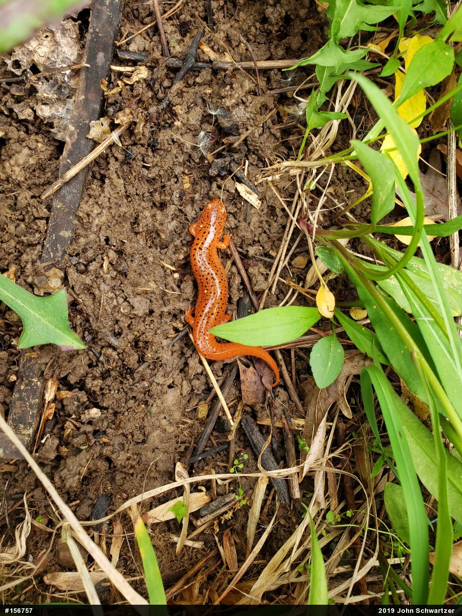 Northern Red Salamander