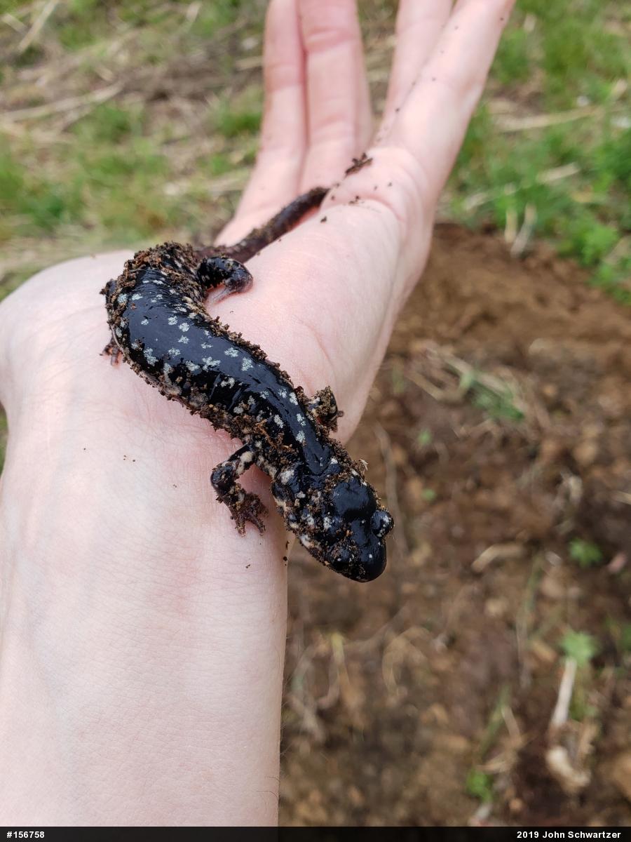 Northern Slimy Salamander