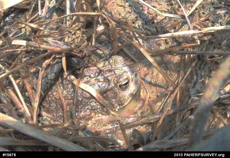 Eastern American Toad