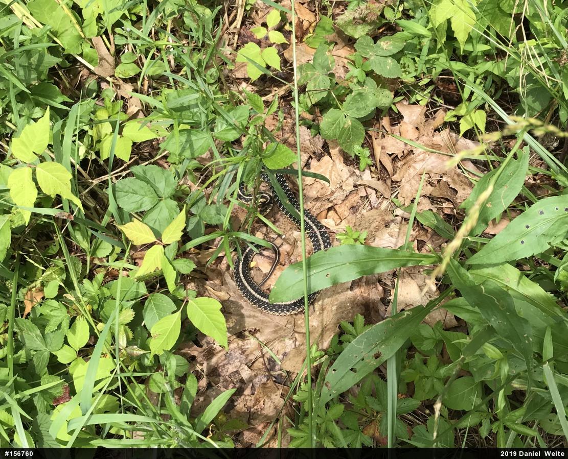 Eastern Gartersnake