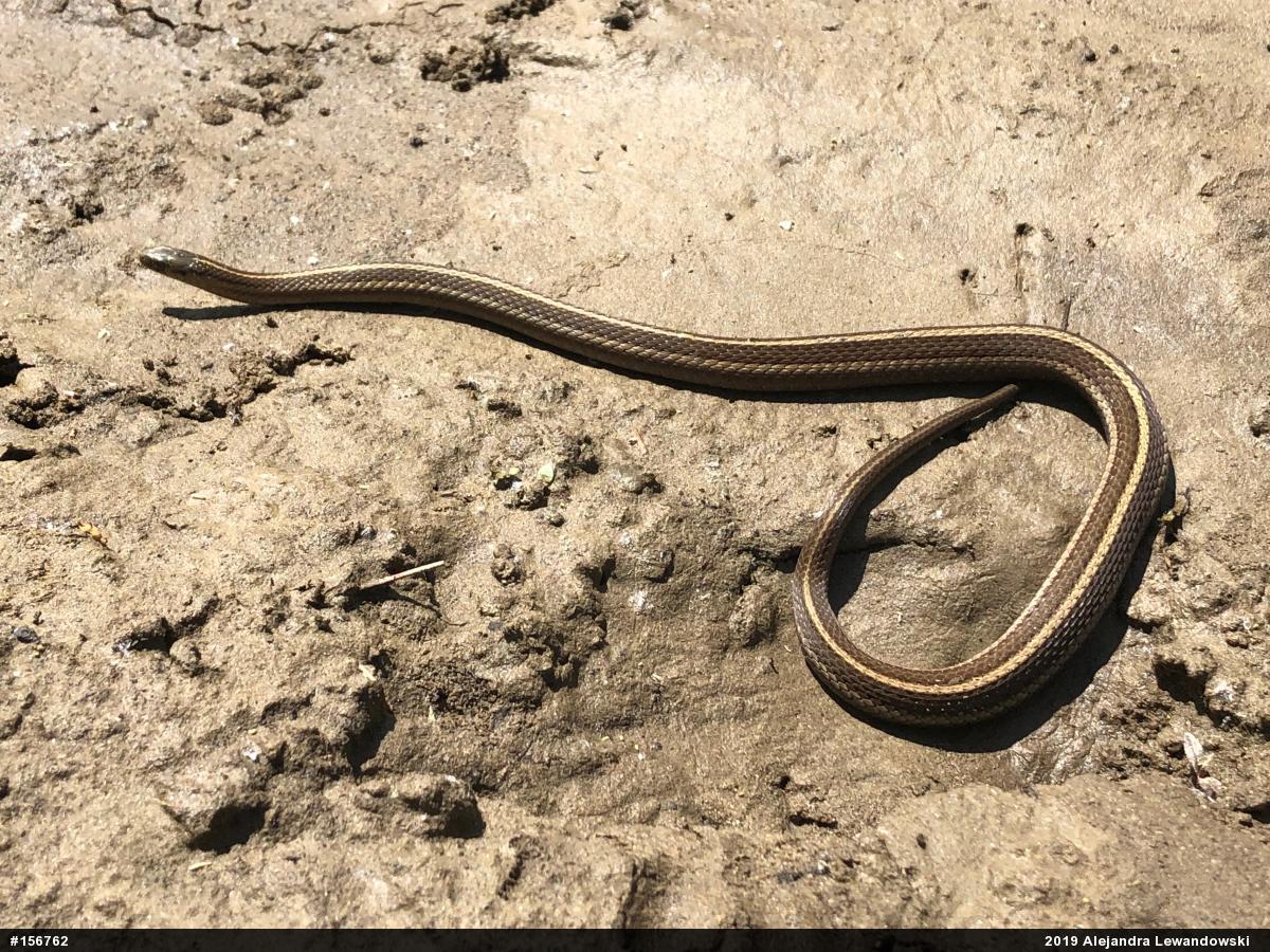 Shorthead Gartersnake