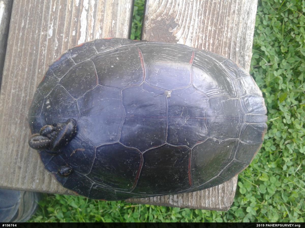 Midland Painted Turtle