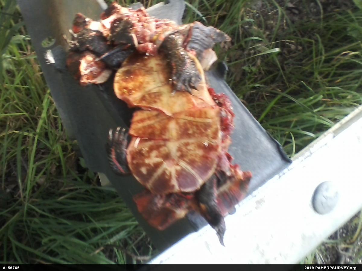 Midland Painted Turtle