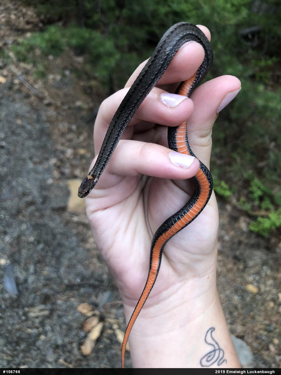 Red-bellied Snake