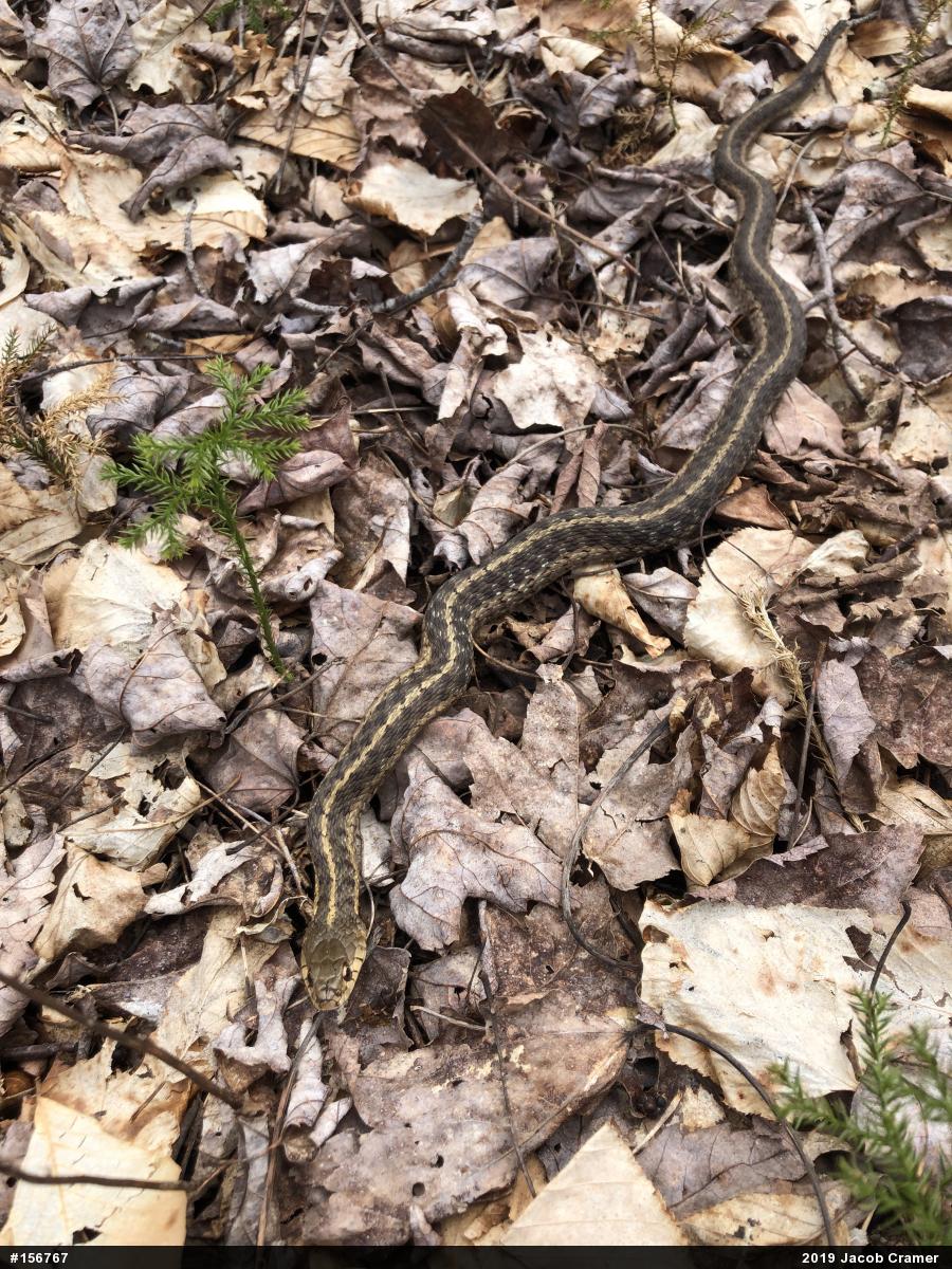 Eastern Gartersnake